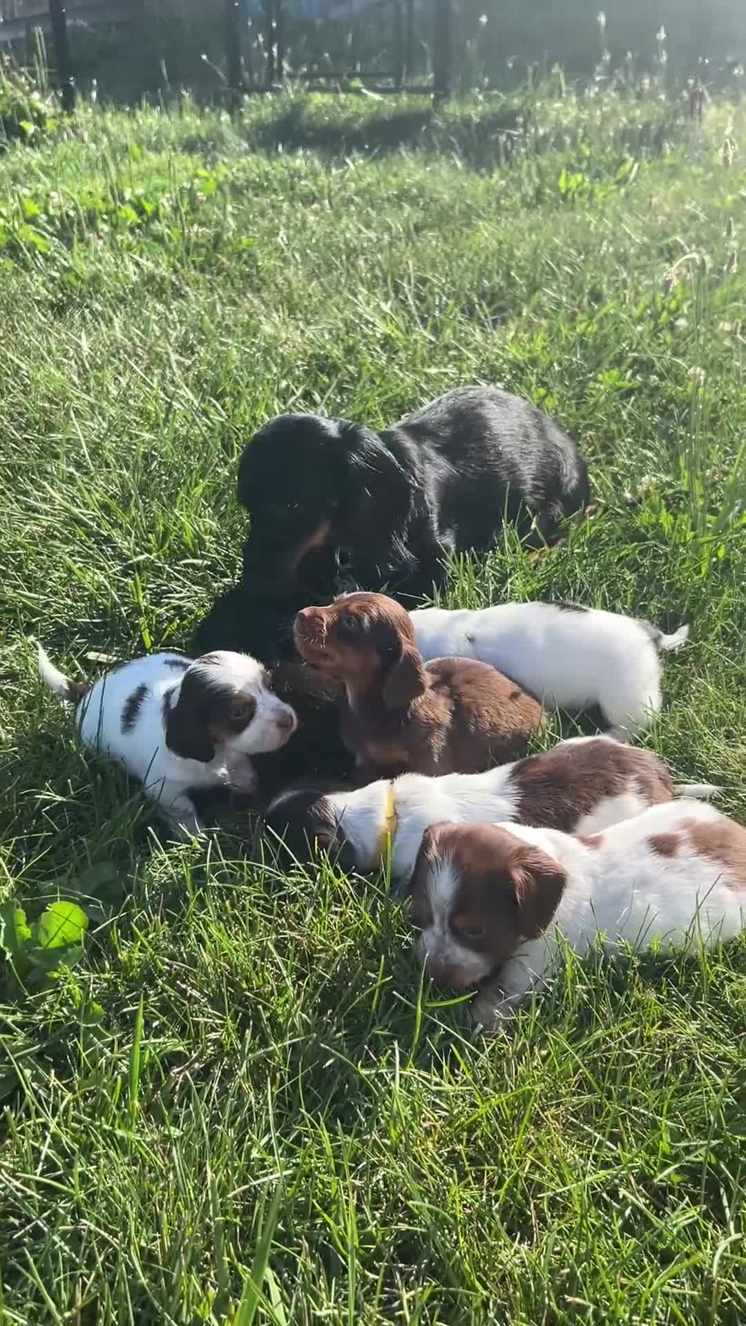 Miniature Dachshund dogs for sale: Rocky - Video 1