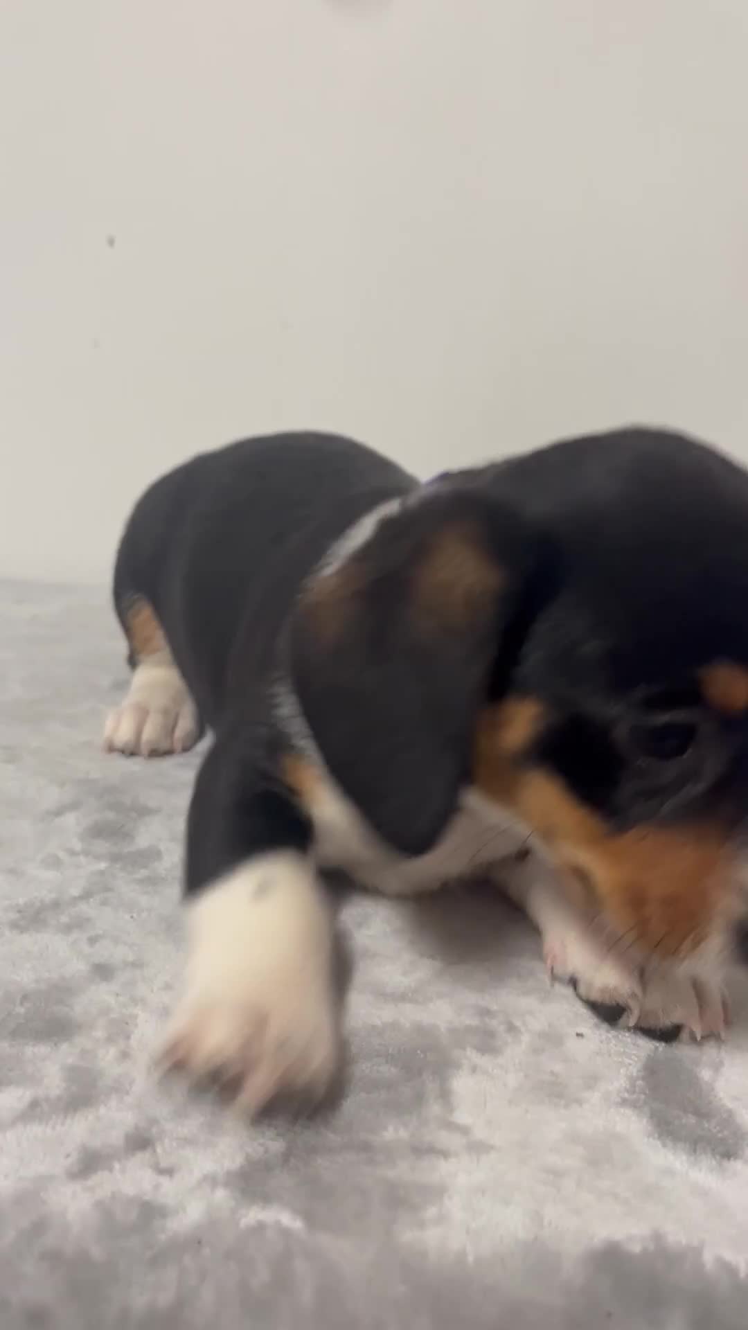 Mixed Breed dogs for sale: Avalanche  - Video 1