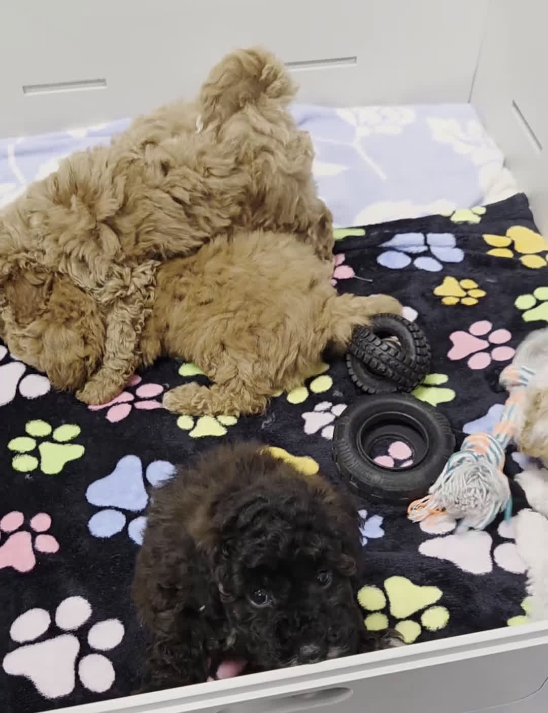 Mini Goldendoodle dogs for sale: Casey - Video 1