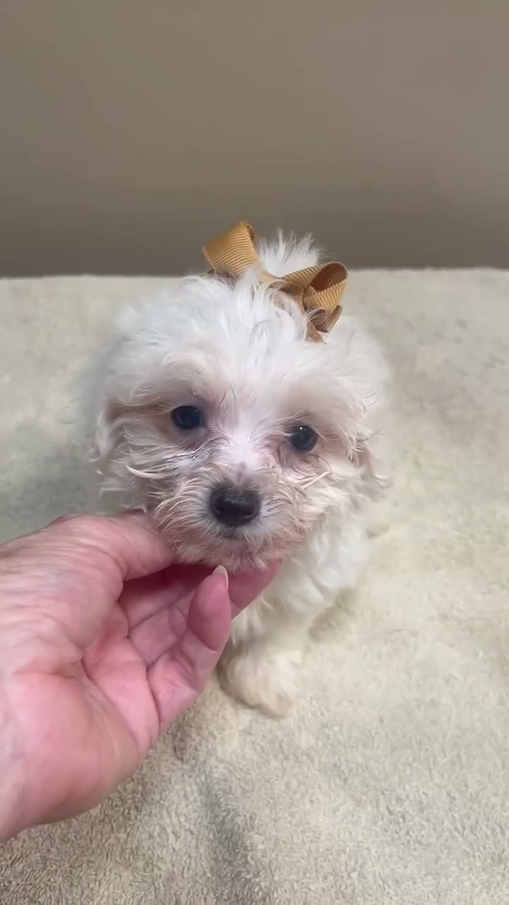 Maltipoo dogs for sale: Zuko only male - Video 1