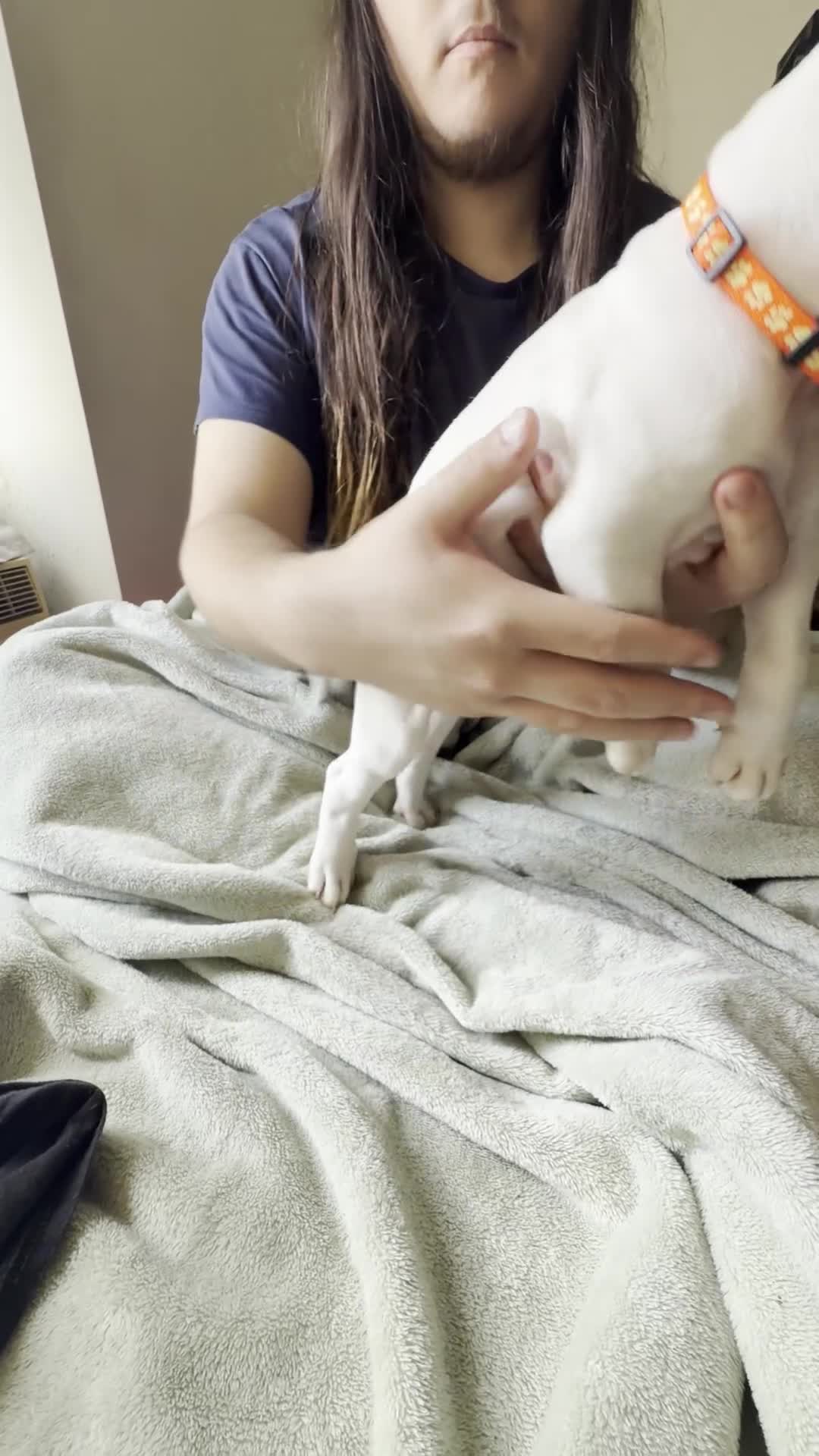 American Pit Bull Terrier dogs for sale: Orange  - Video 1
