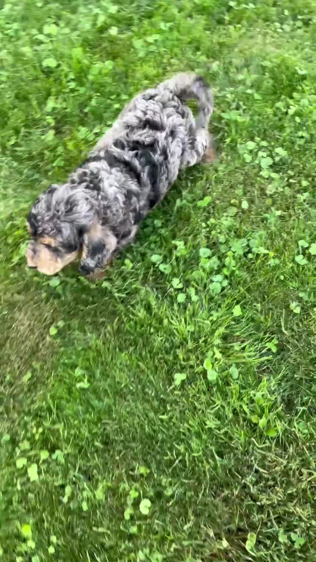 Mixed Breed dogs for sale: Nash - Video 1
