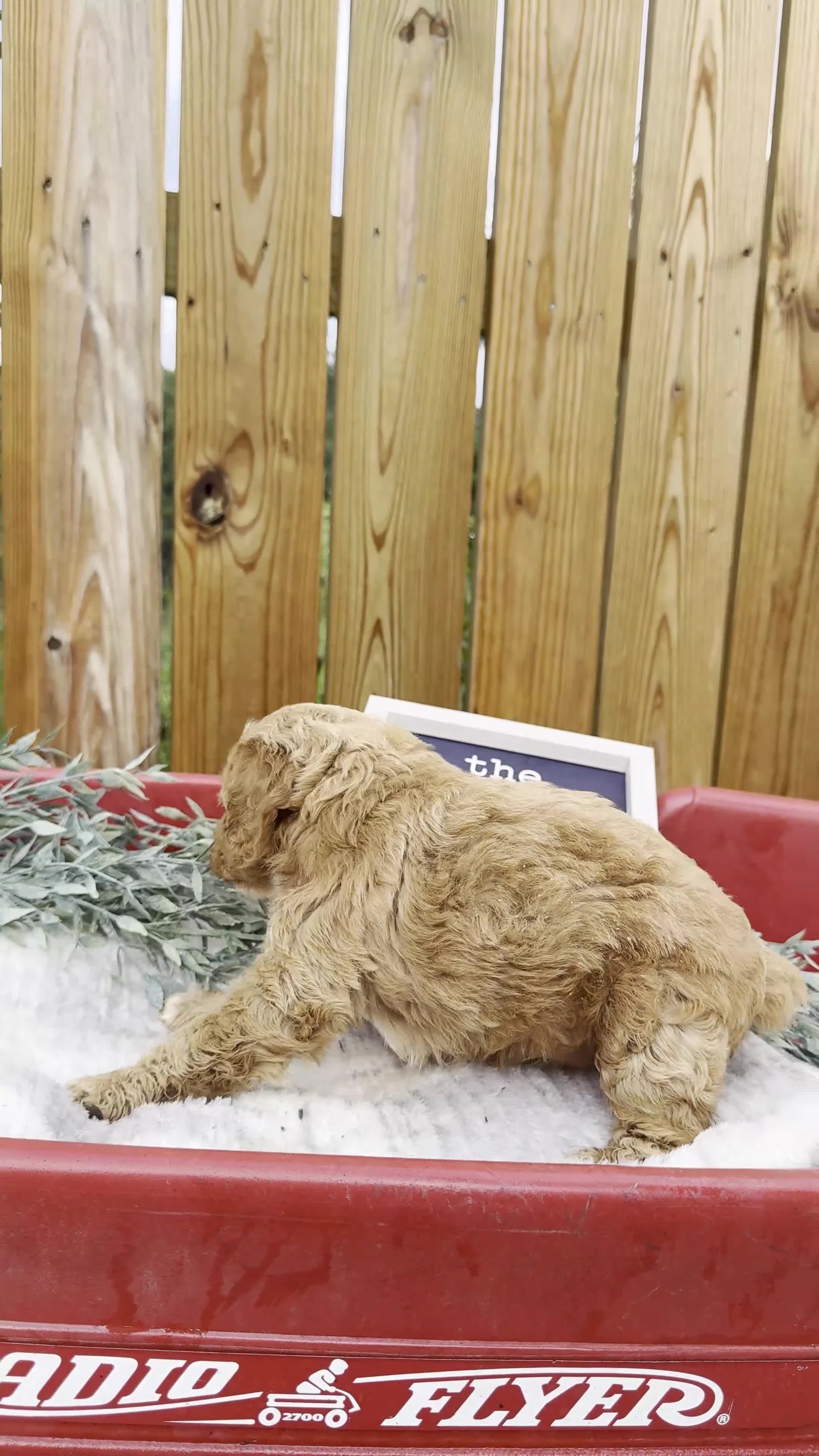 Cockapoo dogs for sale: Blakely - Video 1