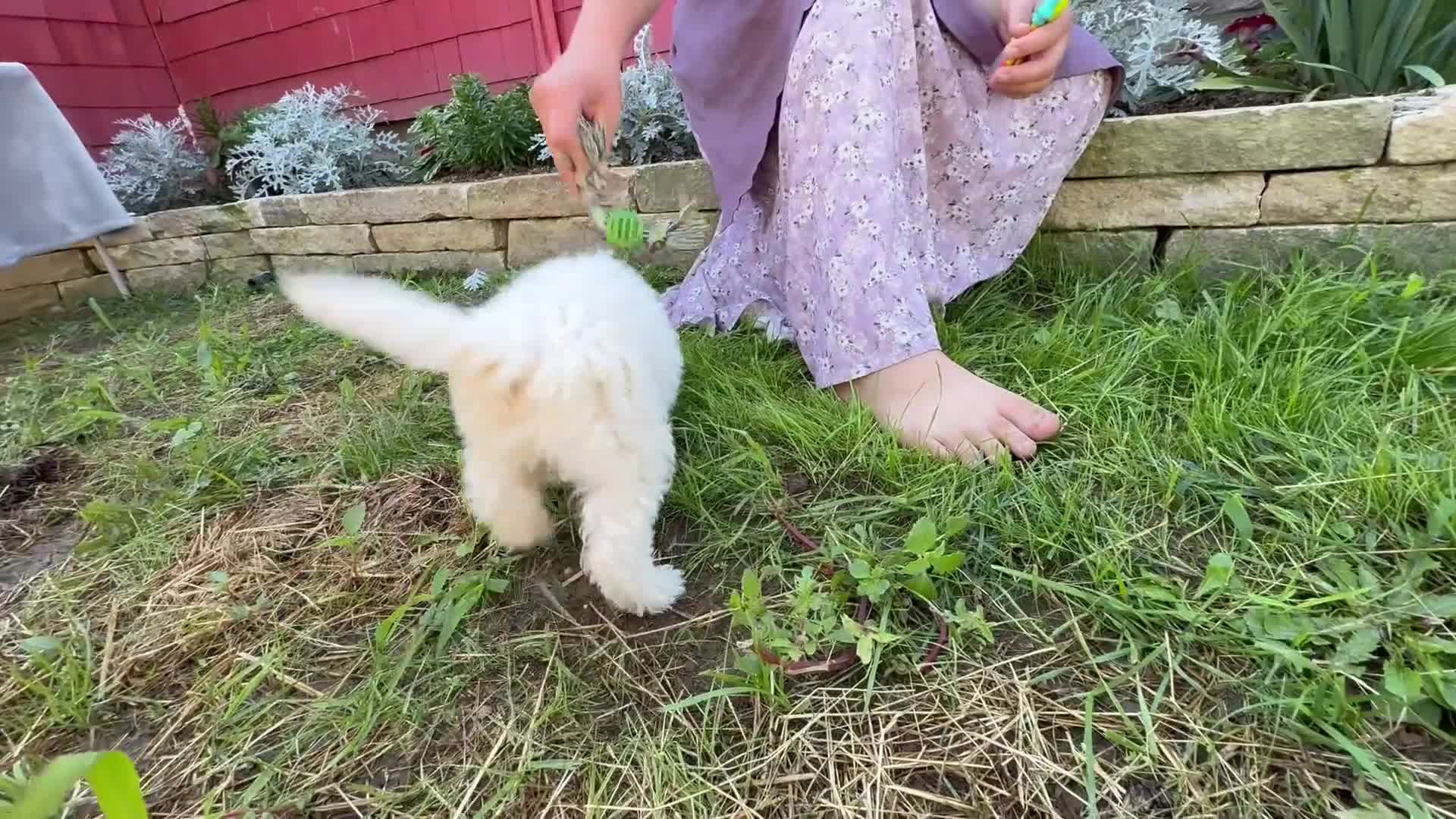 Mini Goldendoodle dogs for sale: Donna - Video 1