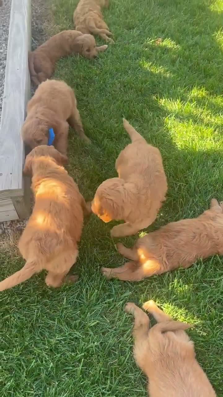 Mini Goldendoodle dogs for sale: Ranger - Video 1