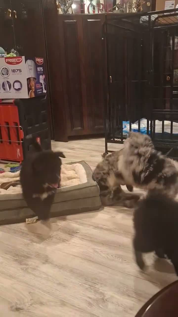 Pomsky dogs for sale: Twin - Video 3