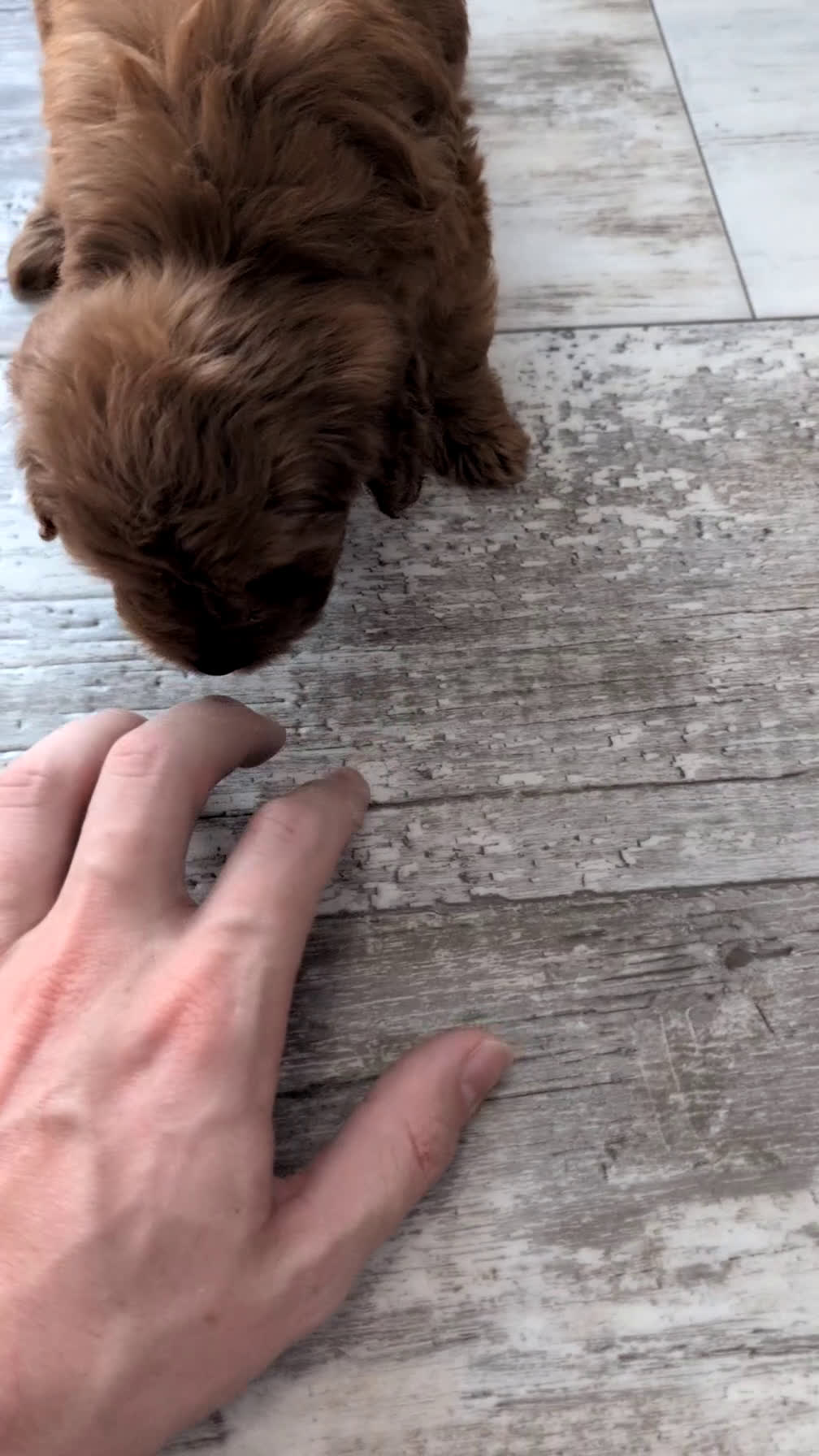 Cavapoo dogs for sale: Turbo  - Video 1