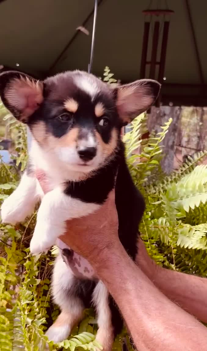 Welsh Corgi Pembroke dogs for sale: Welsh Corgi Pembroke 1 - Video 1