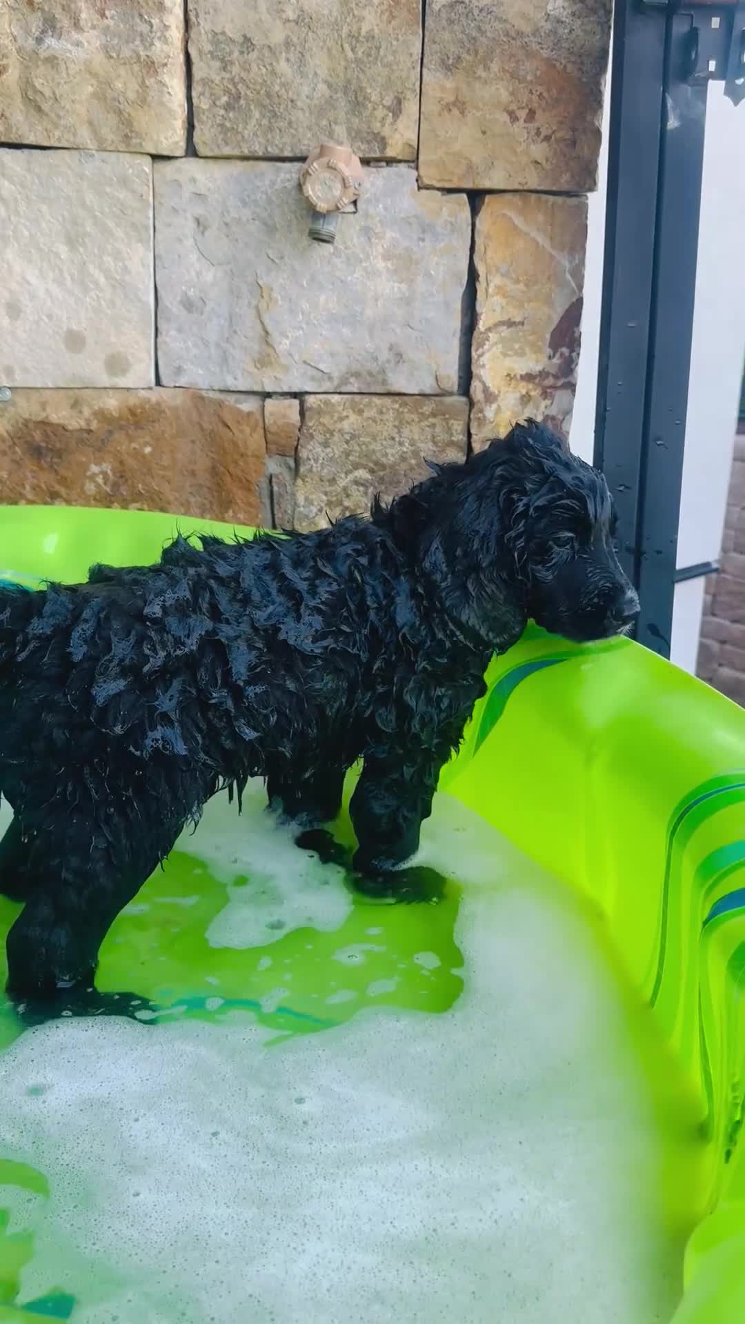 Mixed Breed dogs for sale: Bear - Video 1