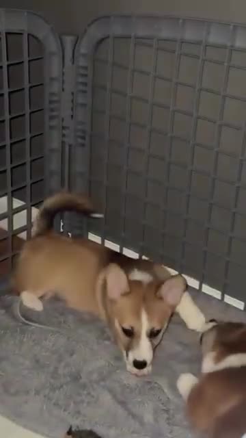 Welsh Corgi Pembroke dogs for sale: Skye - Video 2