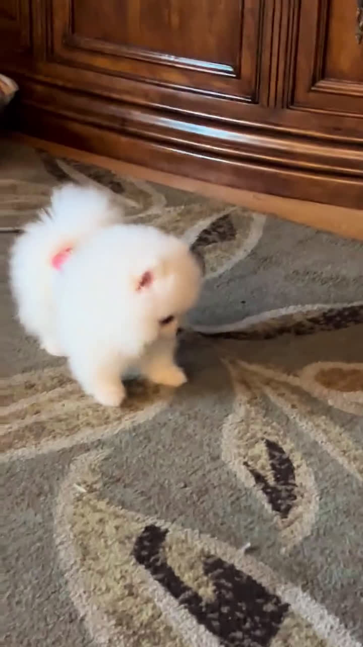 Pomeranian dogs for sale: Mojito - Video 2