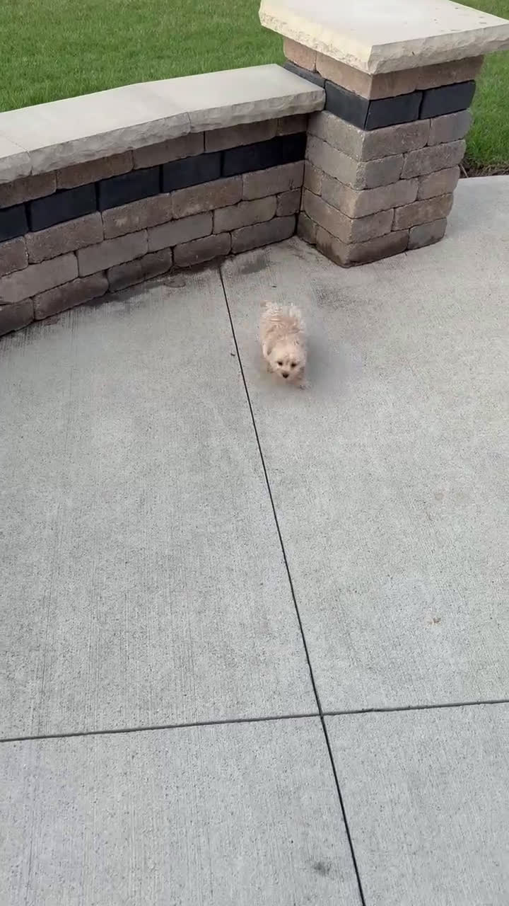 Yorkiepoo dogs for sale: Max - Video 2