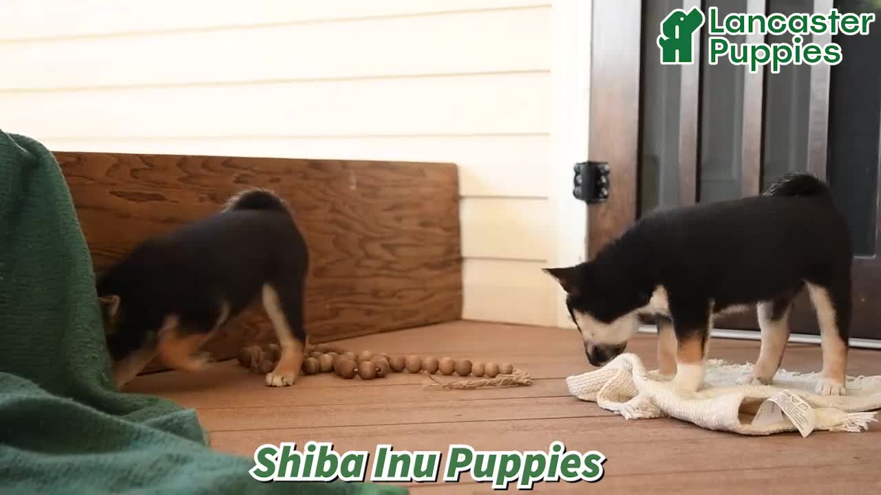 Shiba Inu dogs for sale: Kim  - Video 1