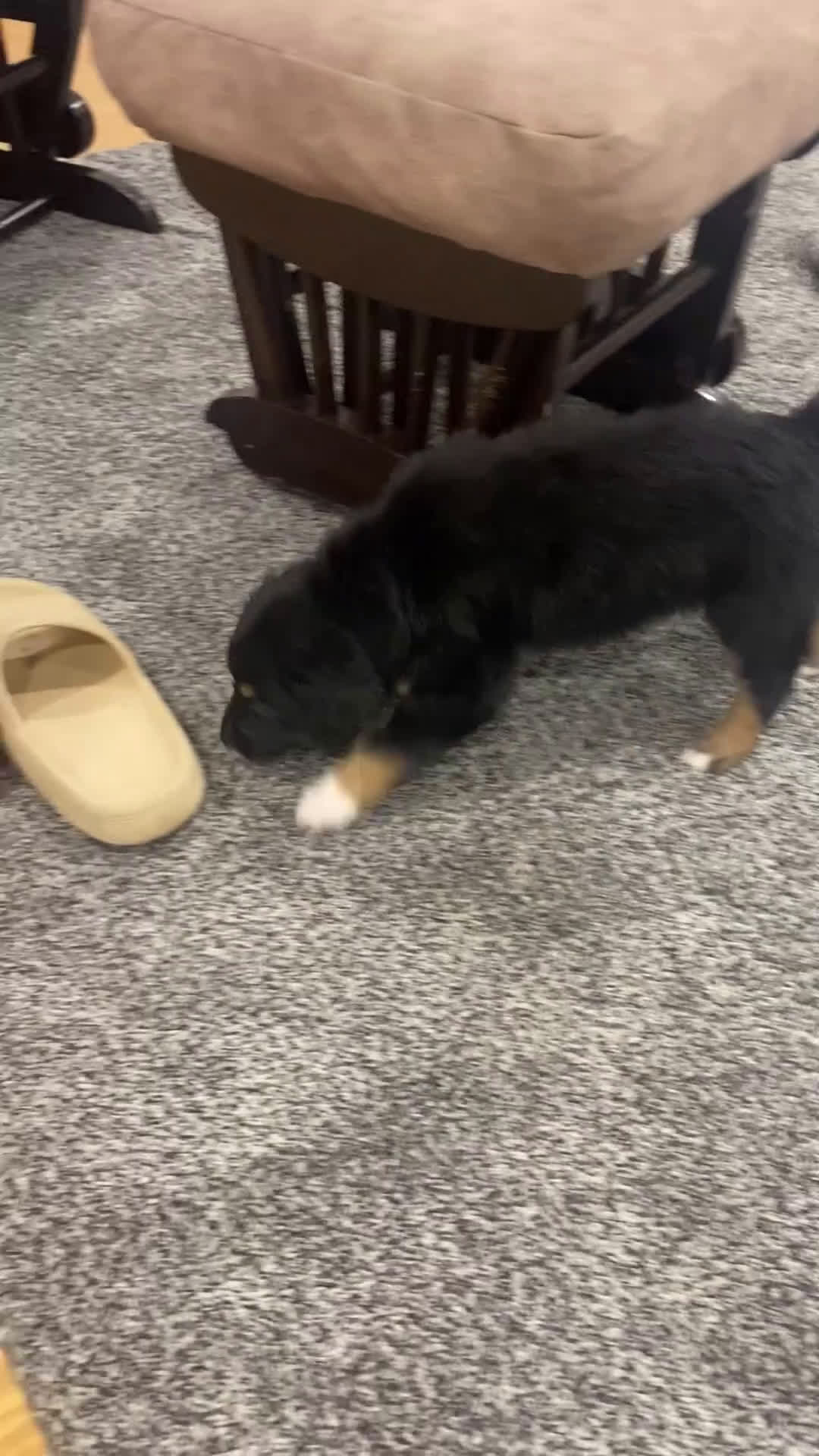 Mixed Breed dogs for sale: Sophie - Video 1