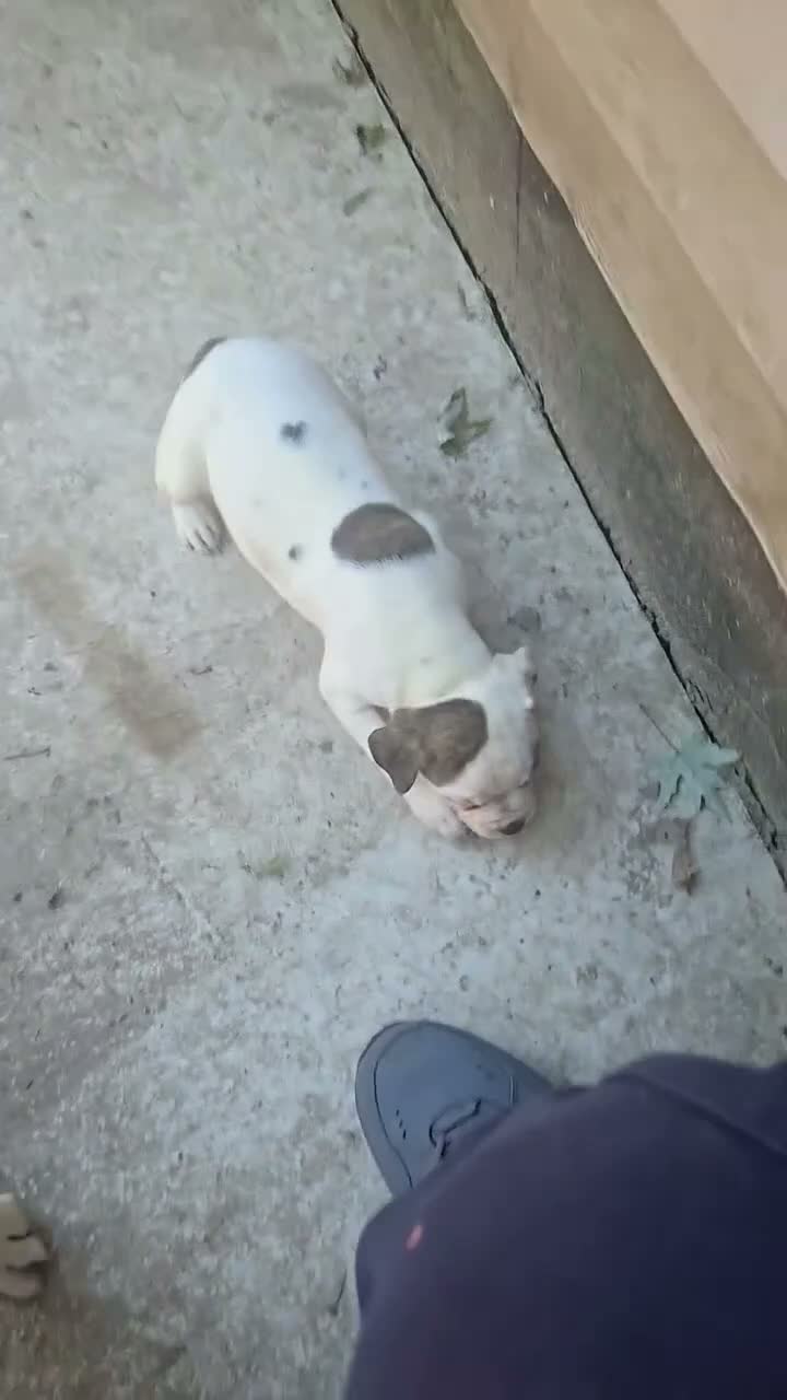 American Bulldog dogs for sale: American Bulldog 1 - Video 2
