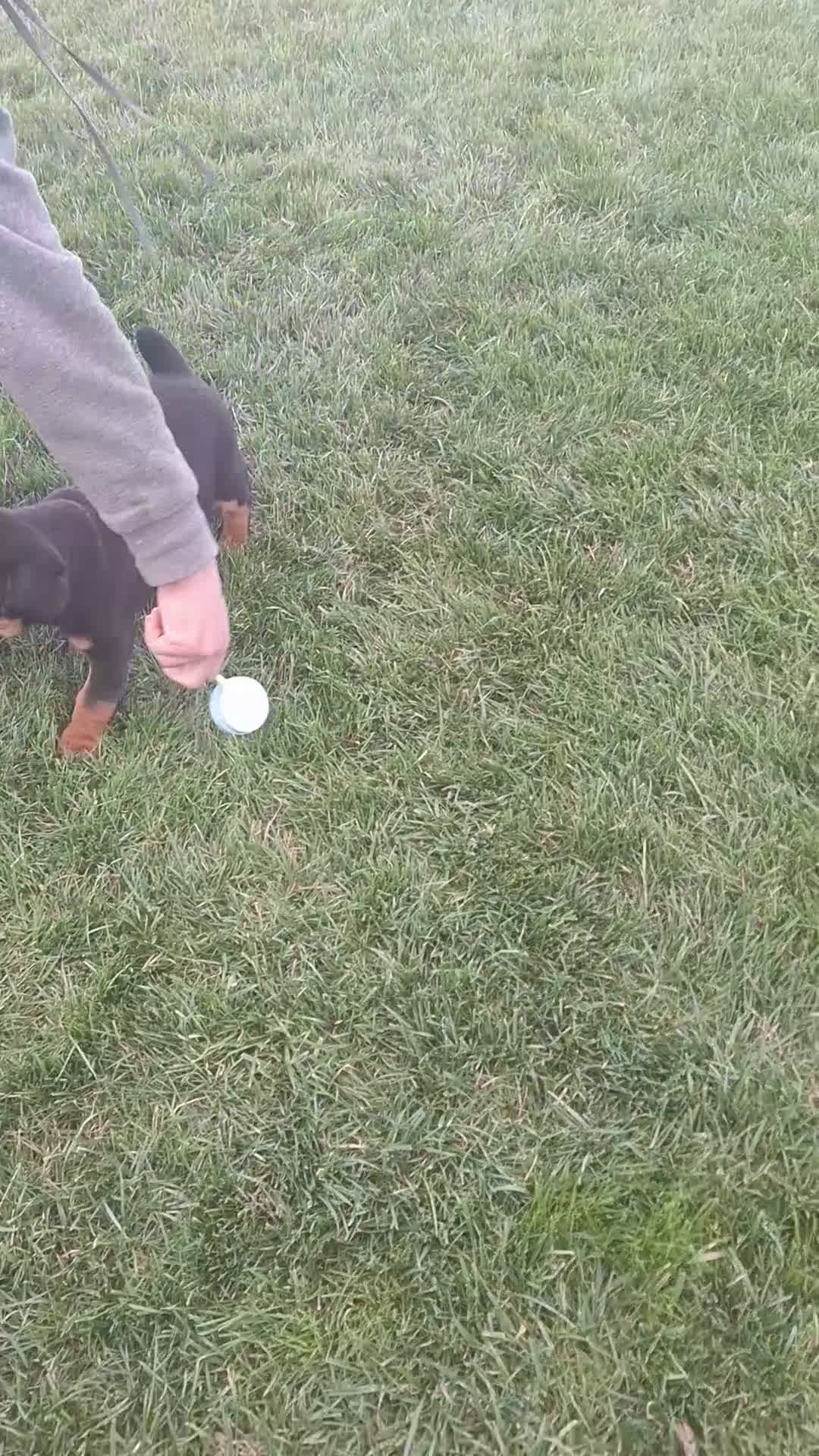 Mixed Breed dogs for sale: Jane - Video 2