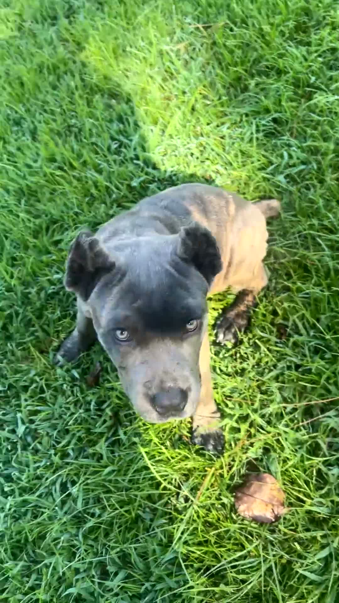 Cane Corso dogs for sale: Cane Corso 2 - Video 1