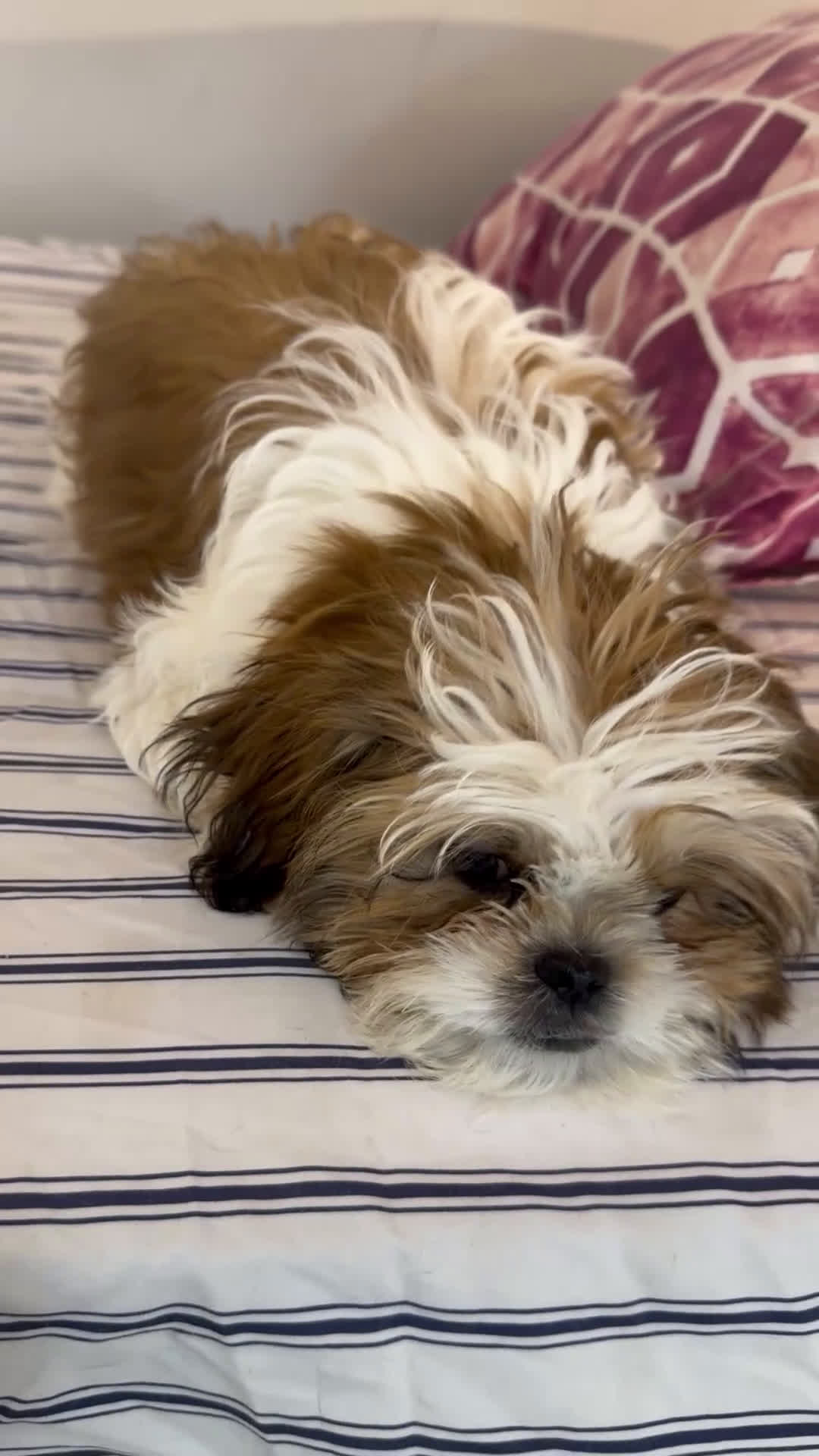 Shih Tzu dogs for sale: Male Shih Tzu Male Shih Tzu Puppy – 4 Months – Ready to Go Home (Watson) - Video 4