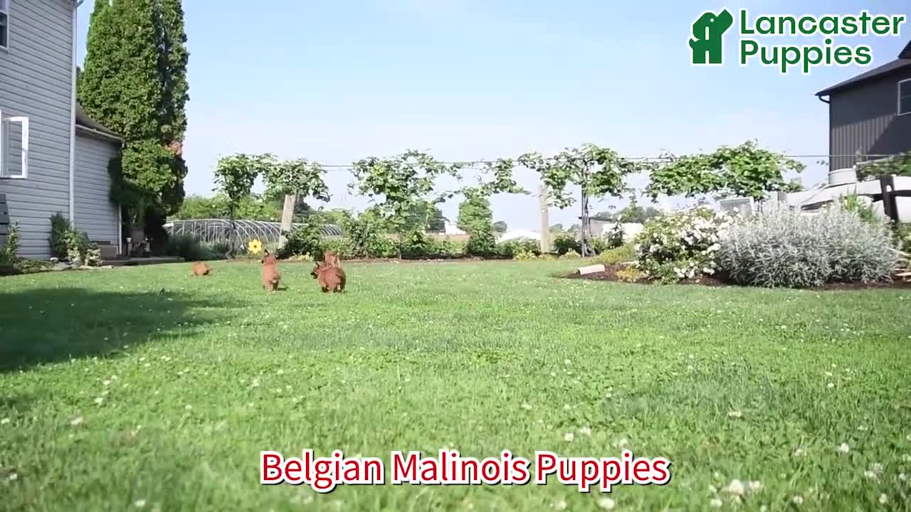 Belgian Malinois dogs for sale: Greta - Video 1