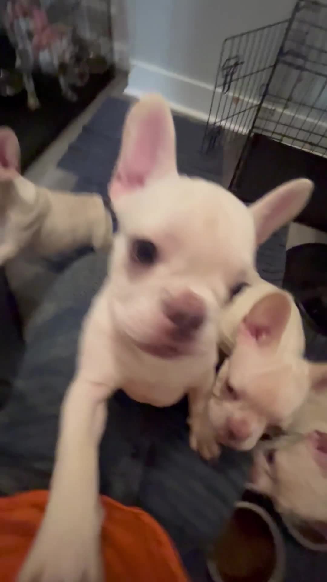 French Bulldog dogs for sale: French Bulldog 1 - Video 1