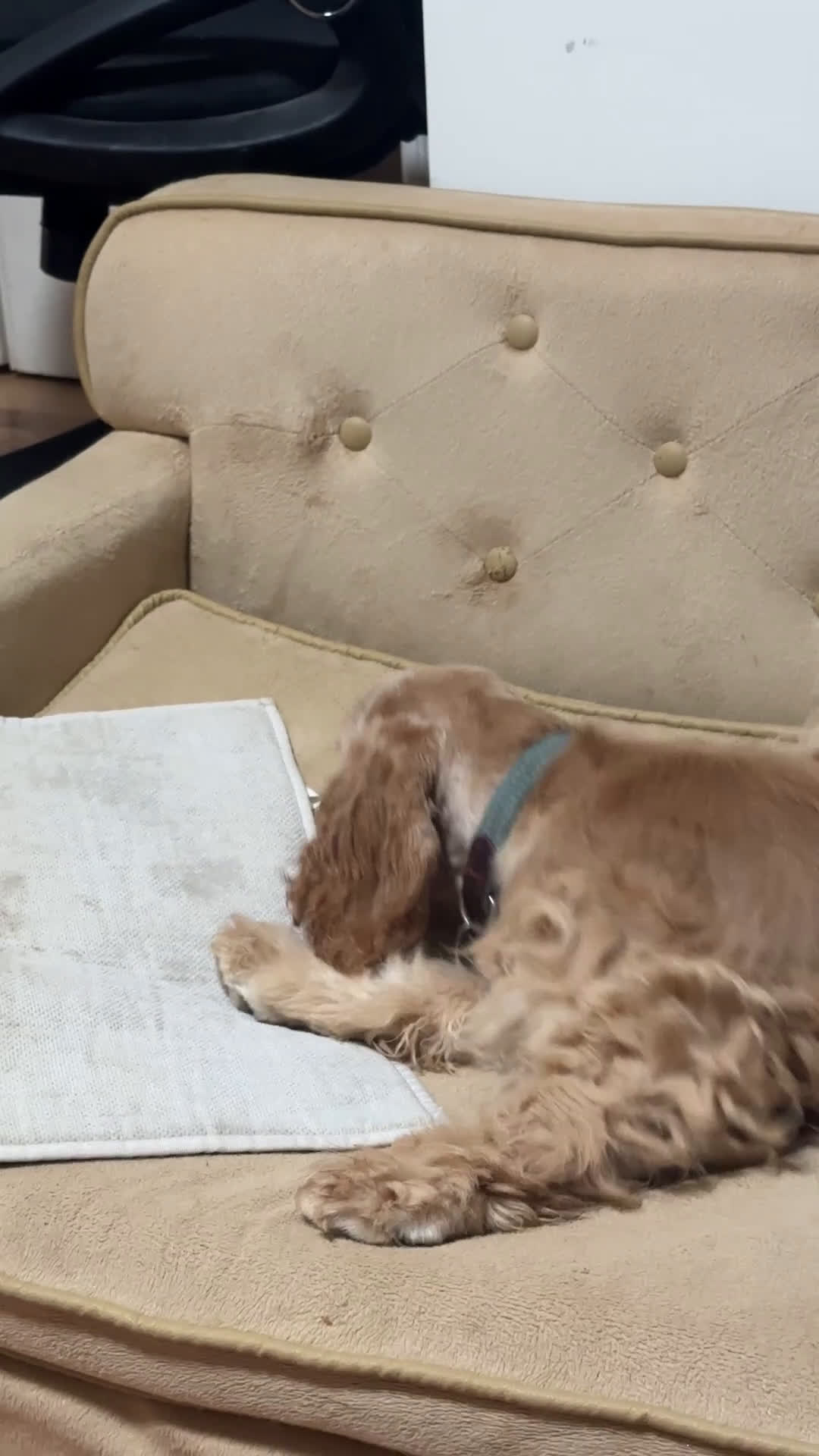 Cocker Spaniel dogs for sale: Bella-AKC Cocker Spaniel  - Video 1