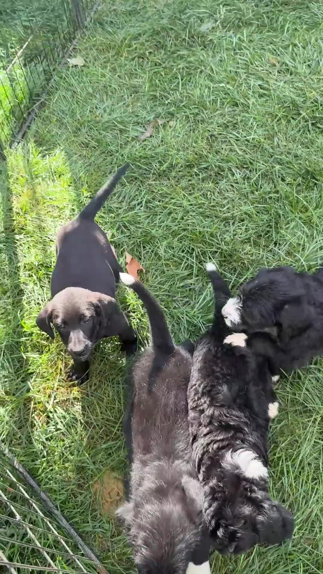 Mixed Breed dogs for sale: Gabby - Video 1