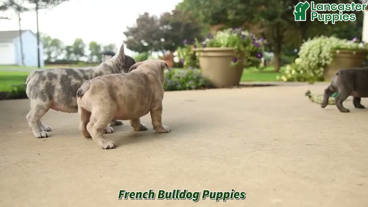 French Bulldog dogs for sale: Pierre - Video 1