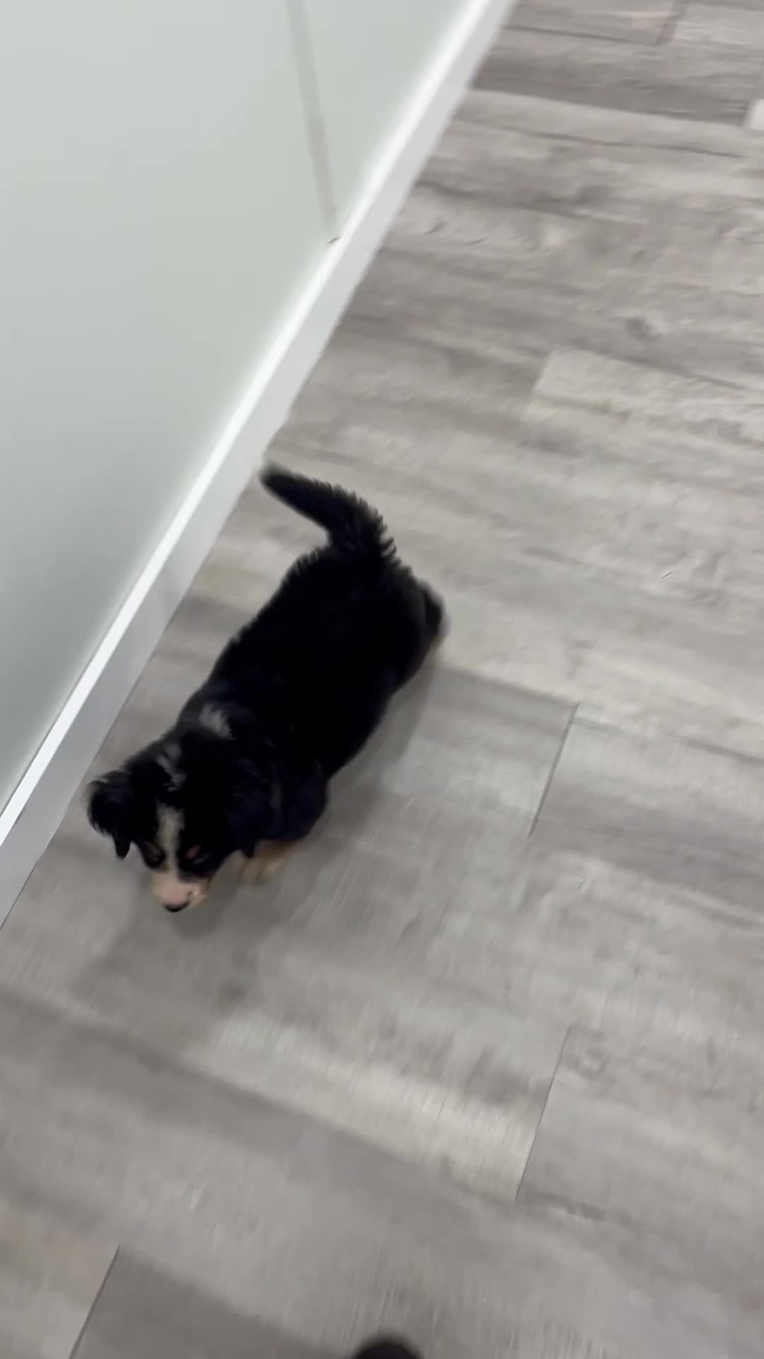 Bernese Mountain Dog dogs for sale: Millie - Video 1