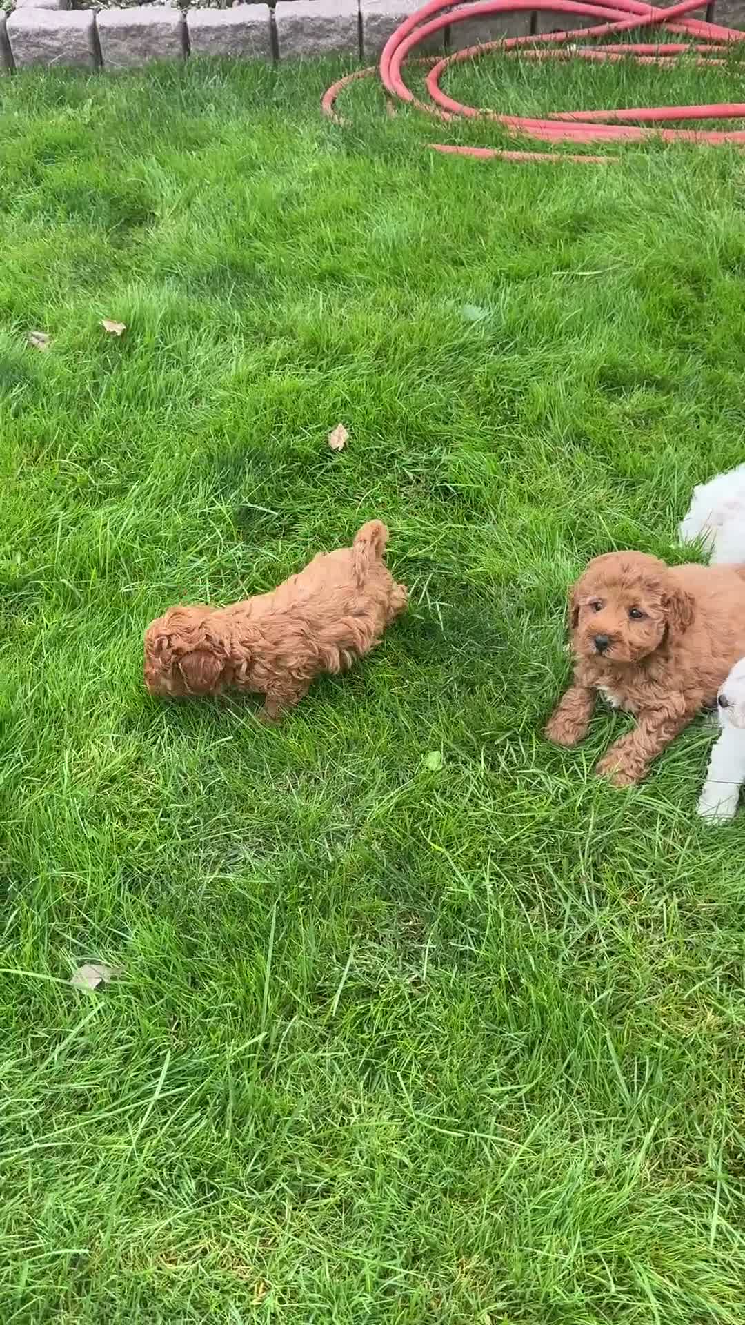 Toy Poodle dogs for sale: Chewy - Video 1