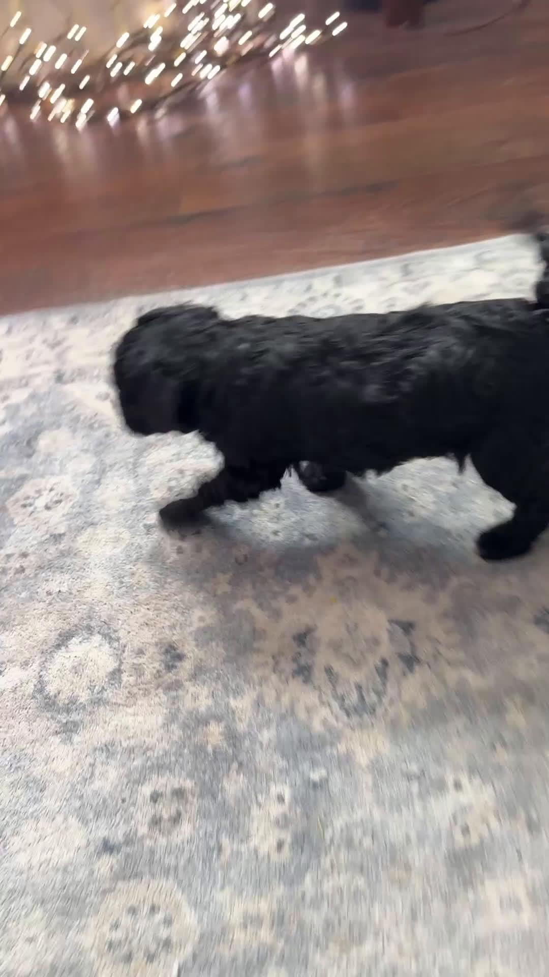 Goldendoodle dogs for sale: Archie - Video 1