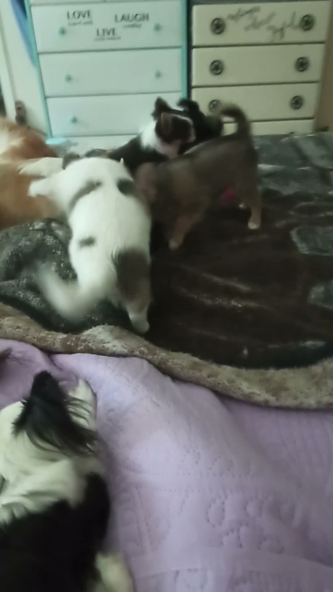 Chihuahua dogs for sale: Pepper - Video 2