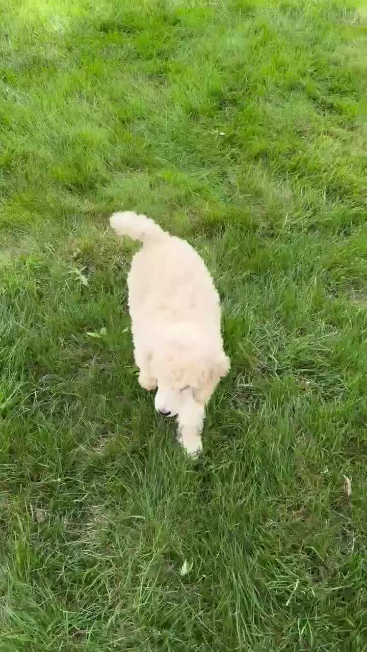 Standard Poodle dogs for sale: Snickers  - Video 1
