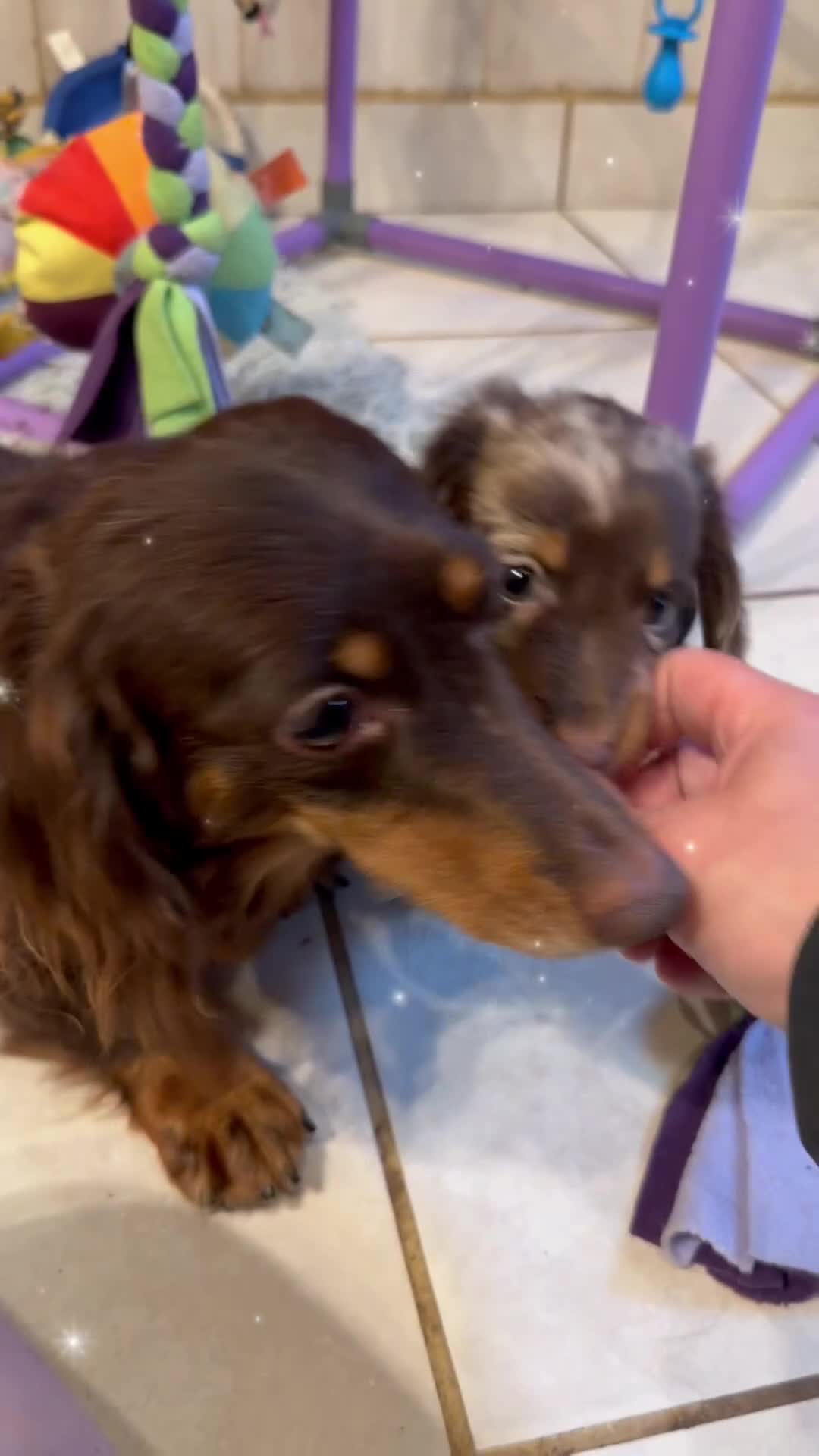 Miniature Dachshund dogs for sale: ACA Einstein LH PRA clear OFA Chic Parents - Video 3