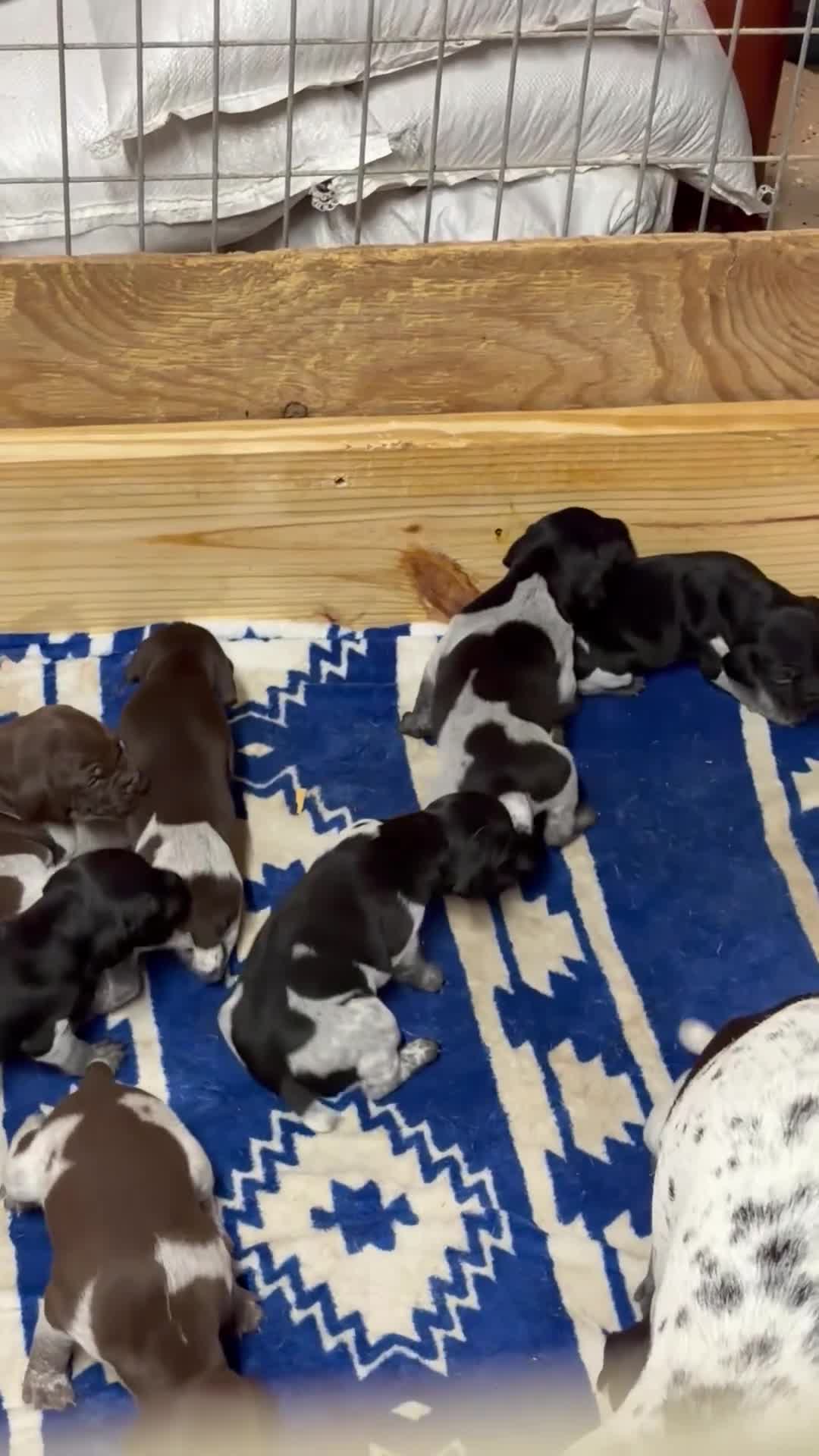 German Shorthaired Pointer dogs for sale: German Shorthaired Pointer 1 - Video 1