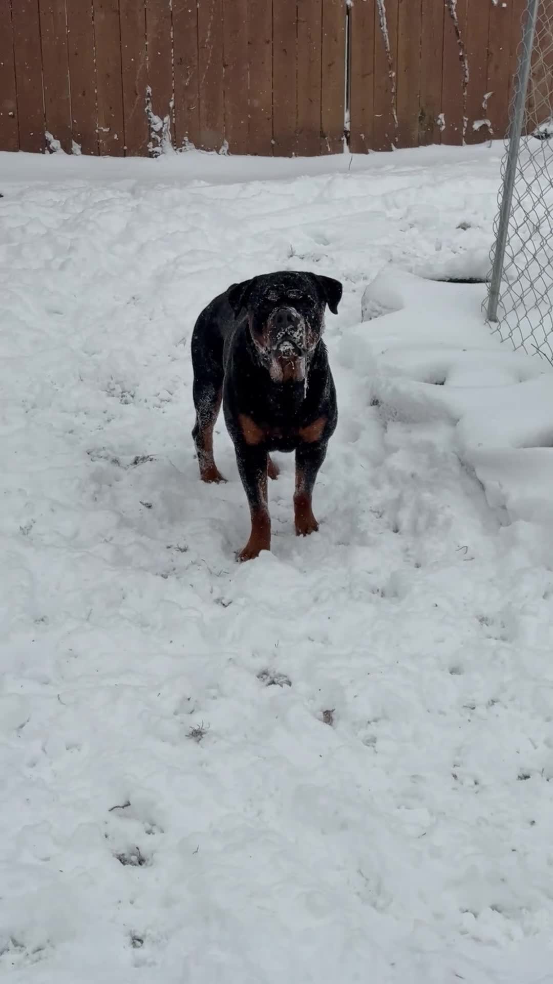 Rottweiler dogs for stud: Damu  - Video 1