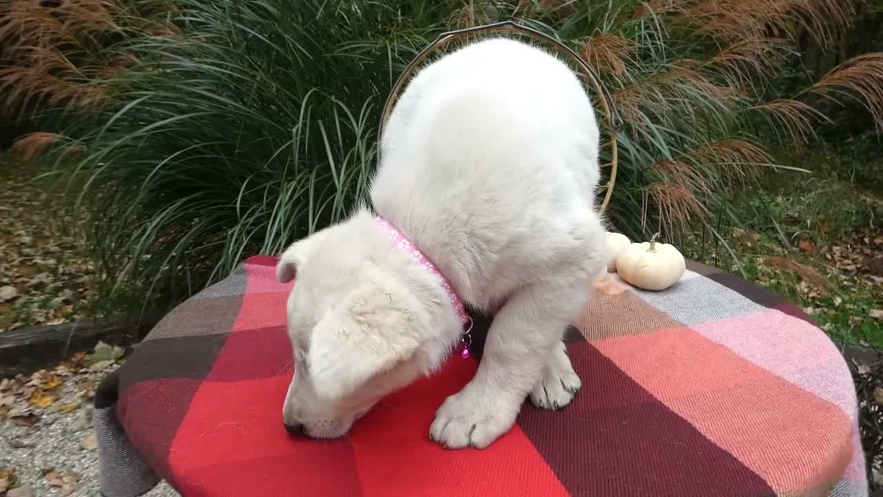 German Shepherd dogs for sale: German Shepherd 3 Whitney - Video 1