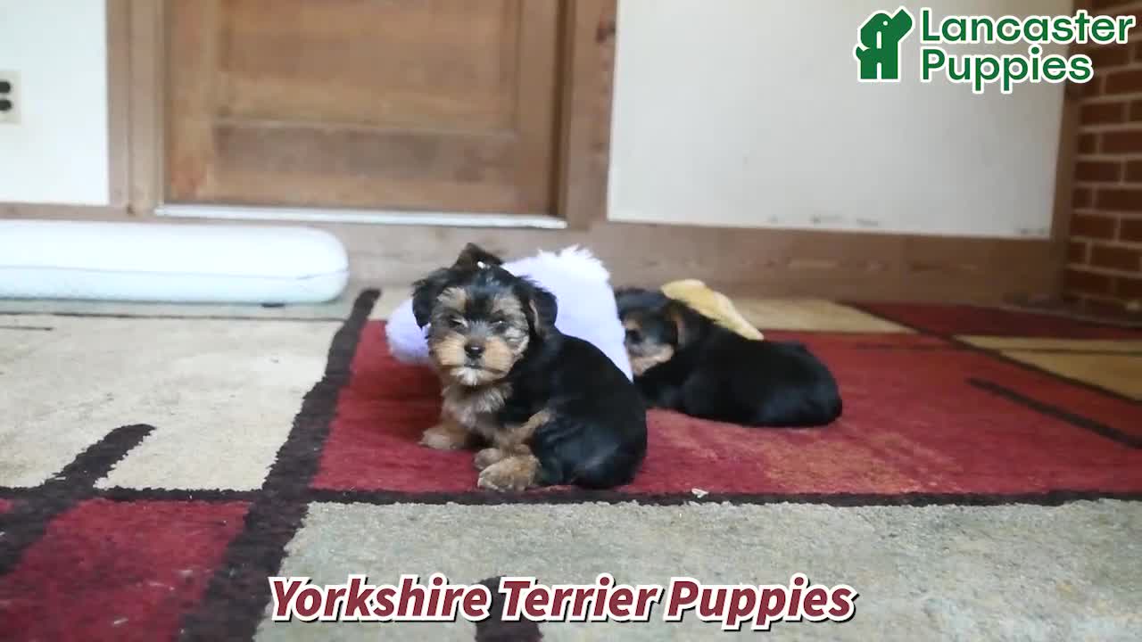 Yorkshire Terrier dogs for sale: Rocky - Video 1