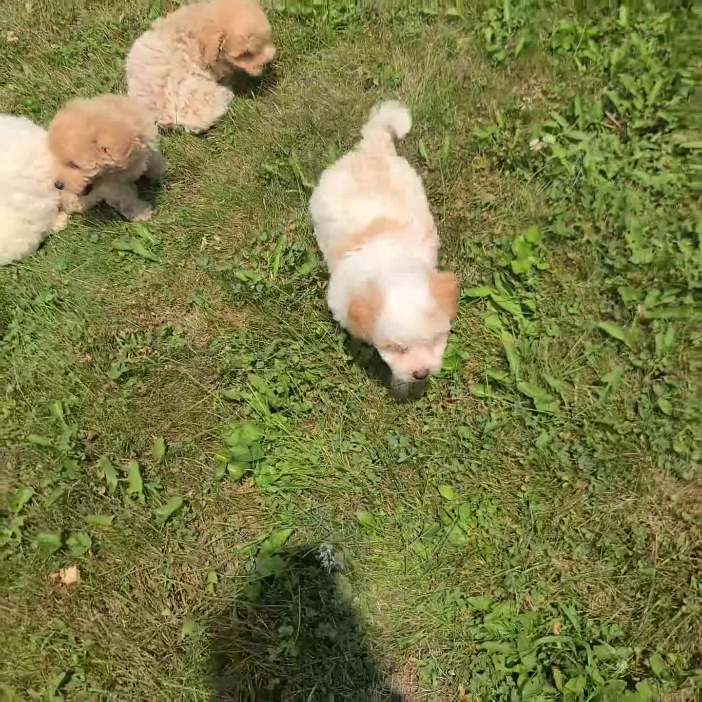 Maltipoo dogs for sale: Layla - Video 1