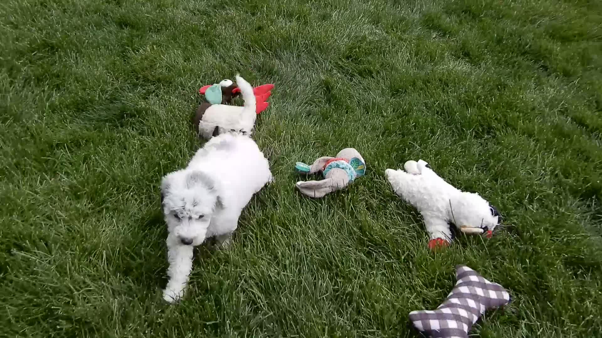 Sheepadoodle dogs for sale: Milo-MEDIUM - Video 1