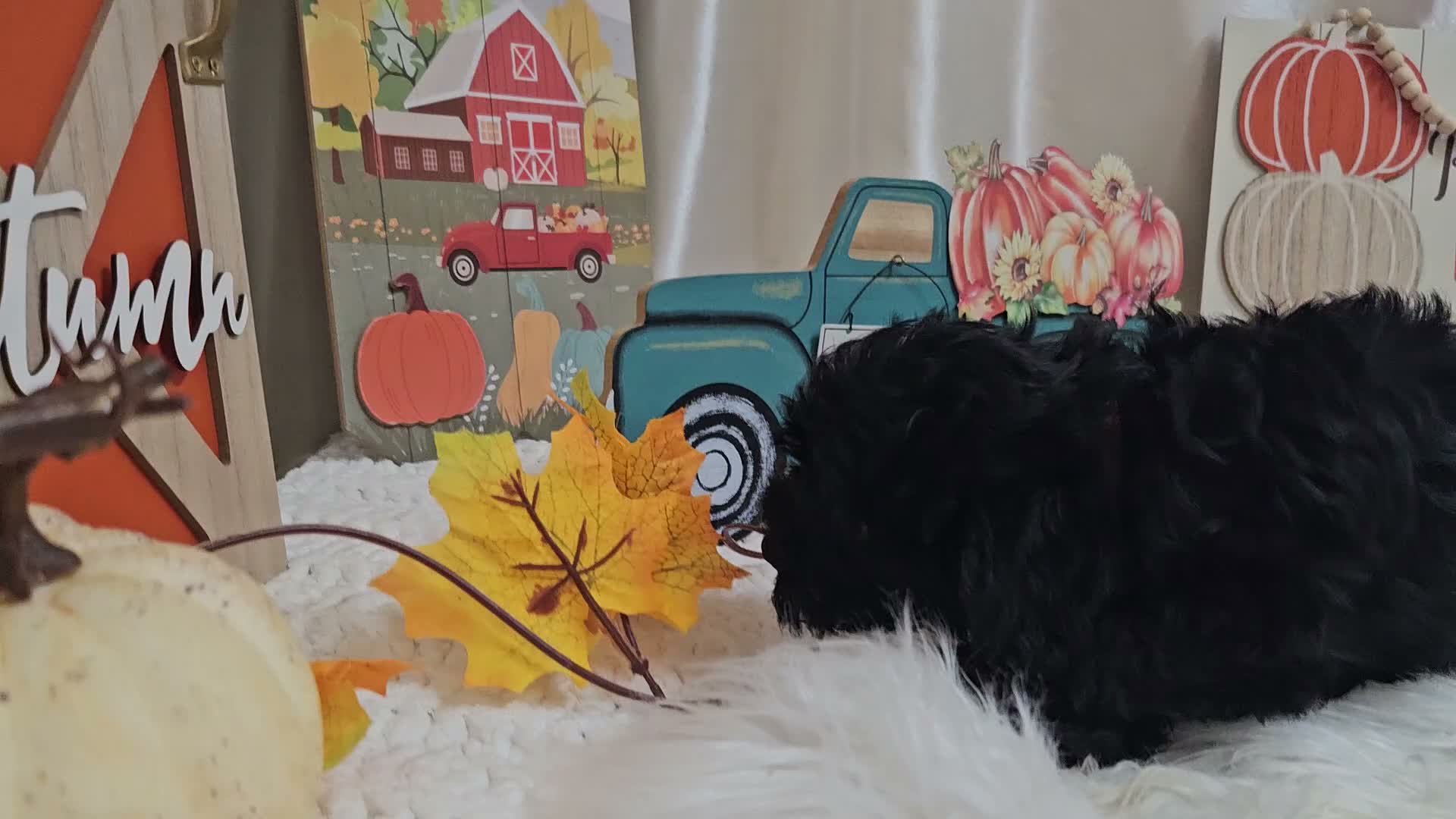 Yorkiepoo dogs for sale: Aden Lane - Video 1