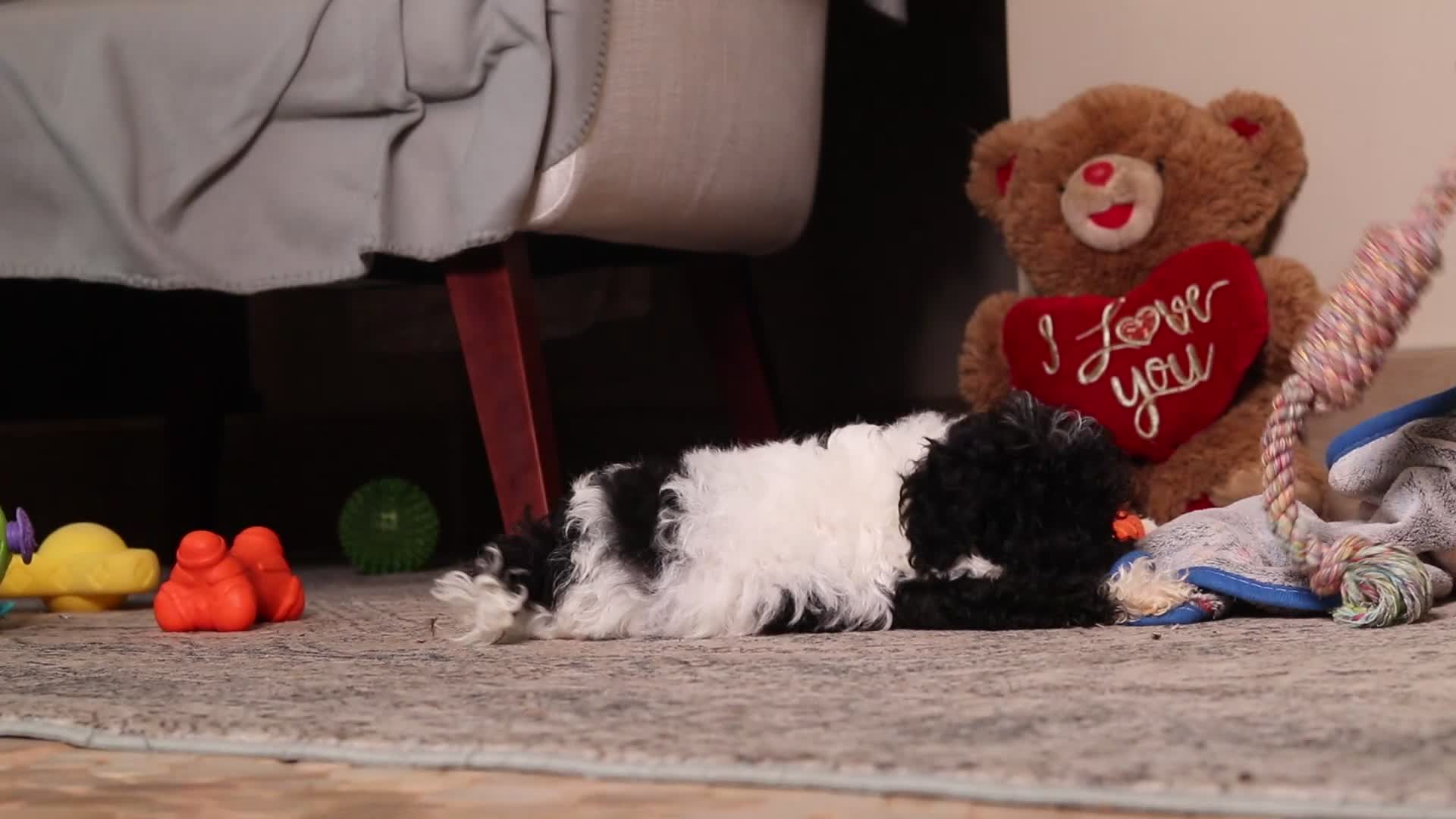 Mixed Breed dogs for sale: Winnie - Video 2