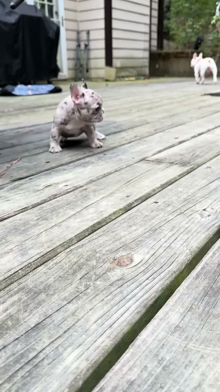 French Bulldog dogs for sale: Merle Female A - Video 1
