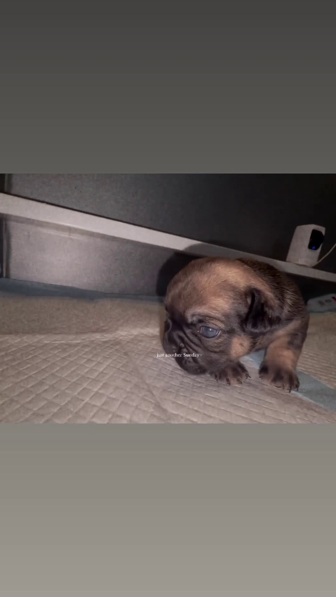 French Bulldog dogs for sale: French Bulldog Puppy 4 - Video 2