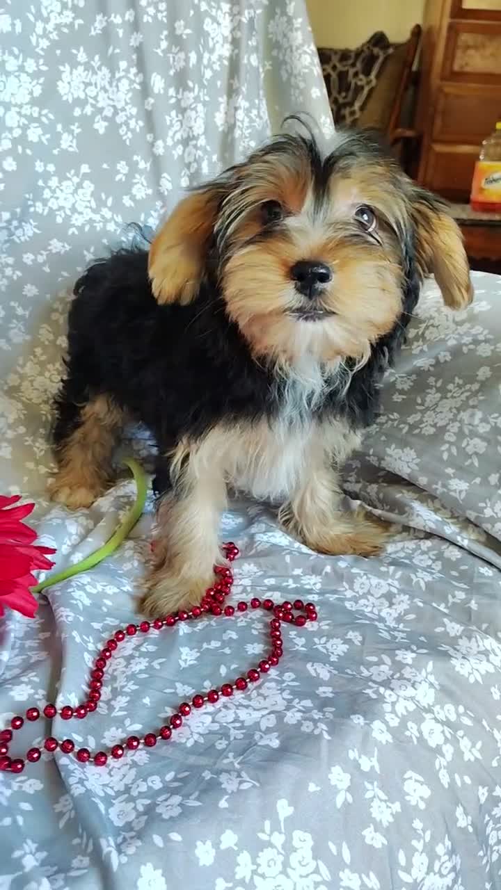Yorkshire Terrier dogs for sale: June bug - Video 2
