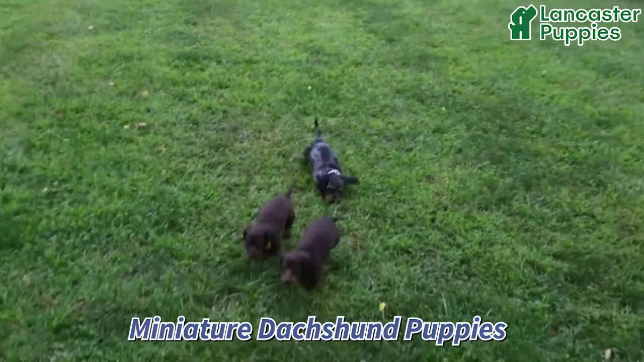 Miniature Dachshund dogs for sale: Venus - Video 1