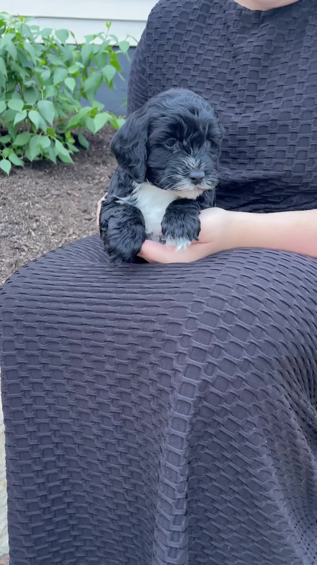 Mixed Breed dogs for sale: Faith - Video 1