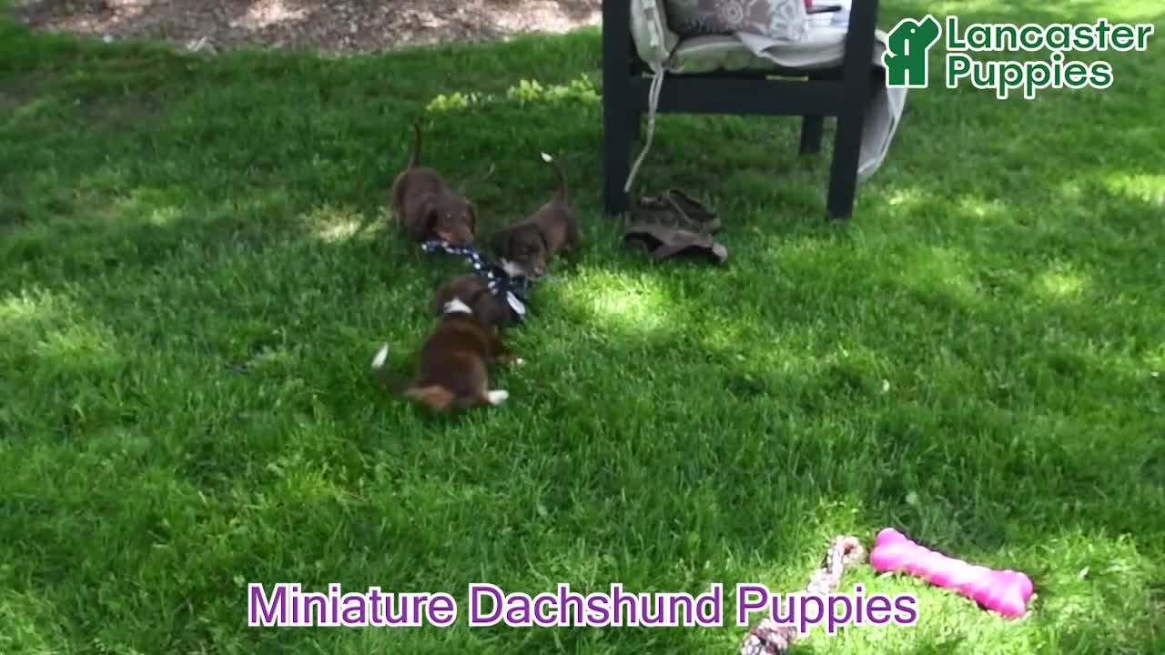 Miniature Dachshund dogs for sale: Lucy - Video 1