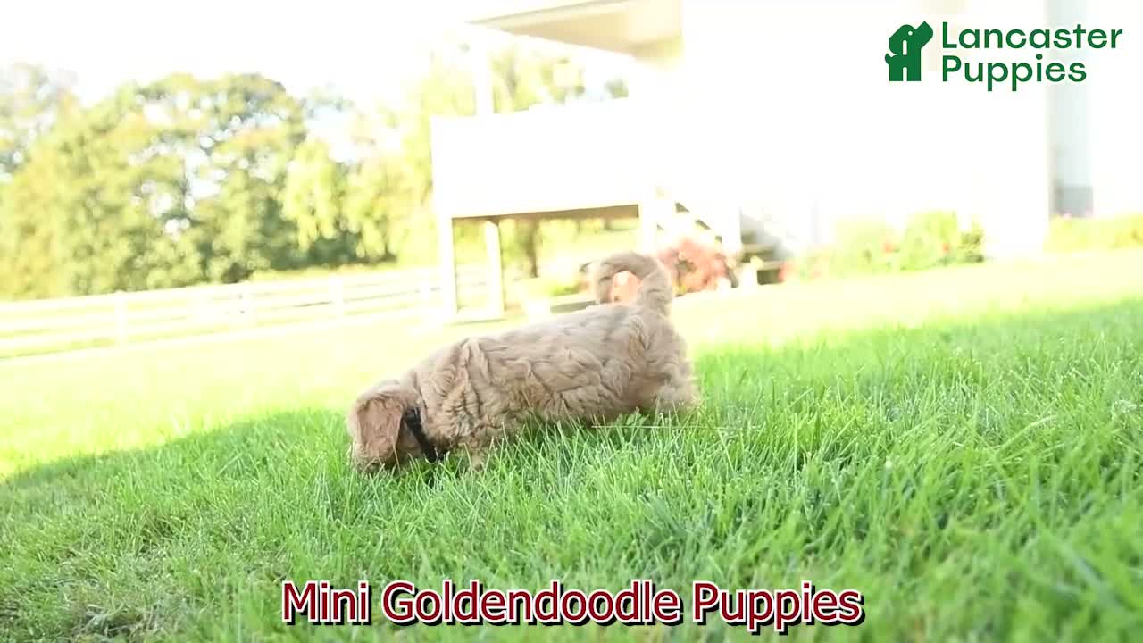 Mini Goldendoodle dogs for sale: Rowena - Video 1