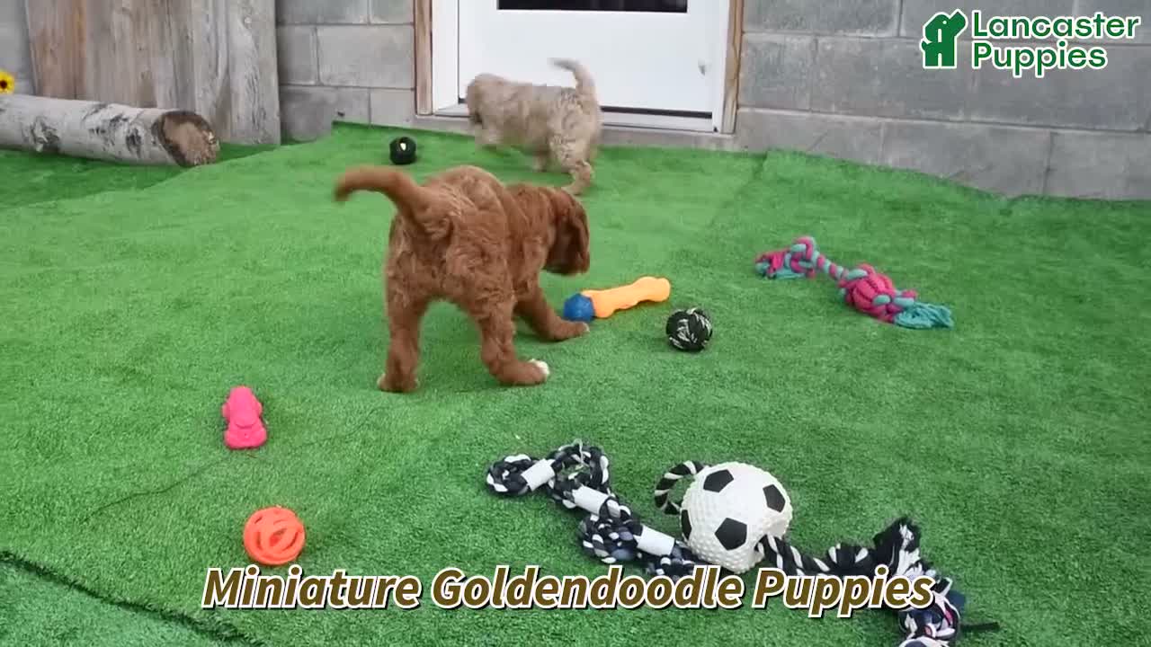 Mini Goldendoodle dogs for sale: Lilly - Video 1