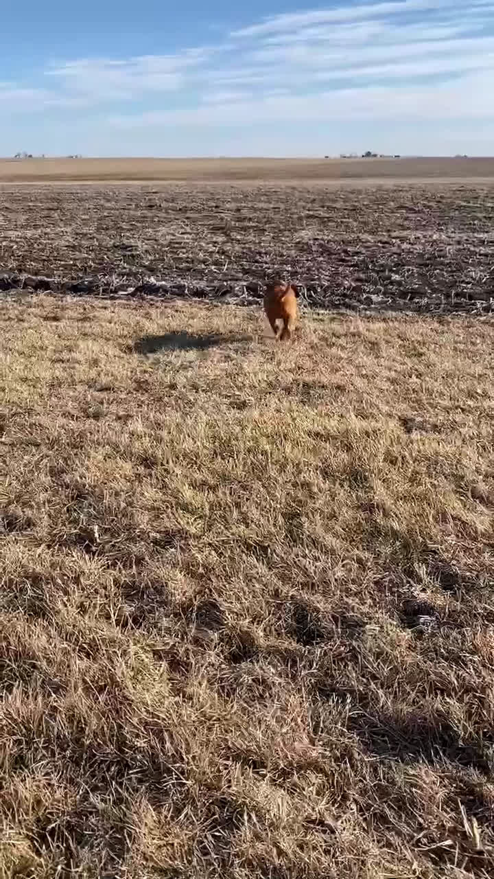 Mixed Breed dogs for sale: Blaze - Video 1